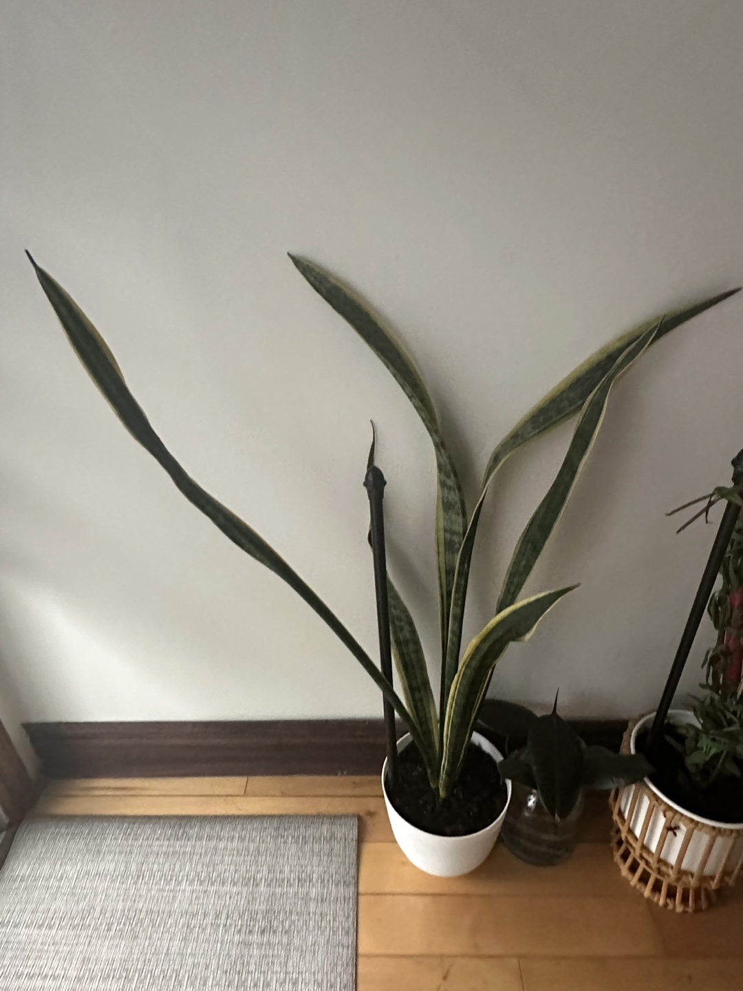 Large Snake Plant - photo 3