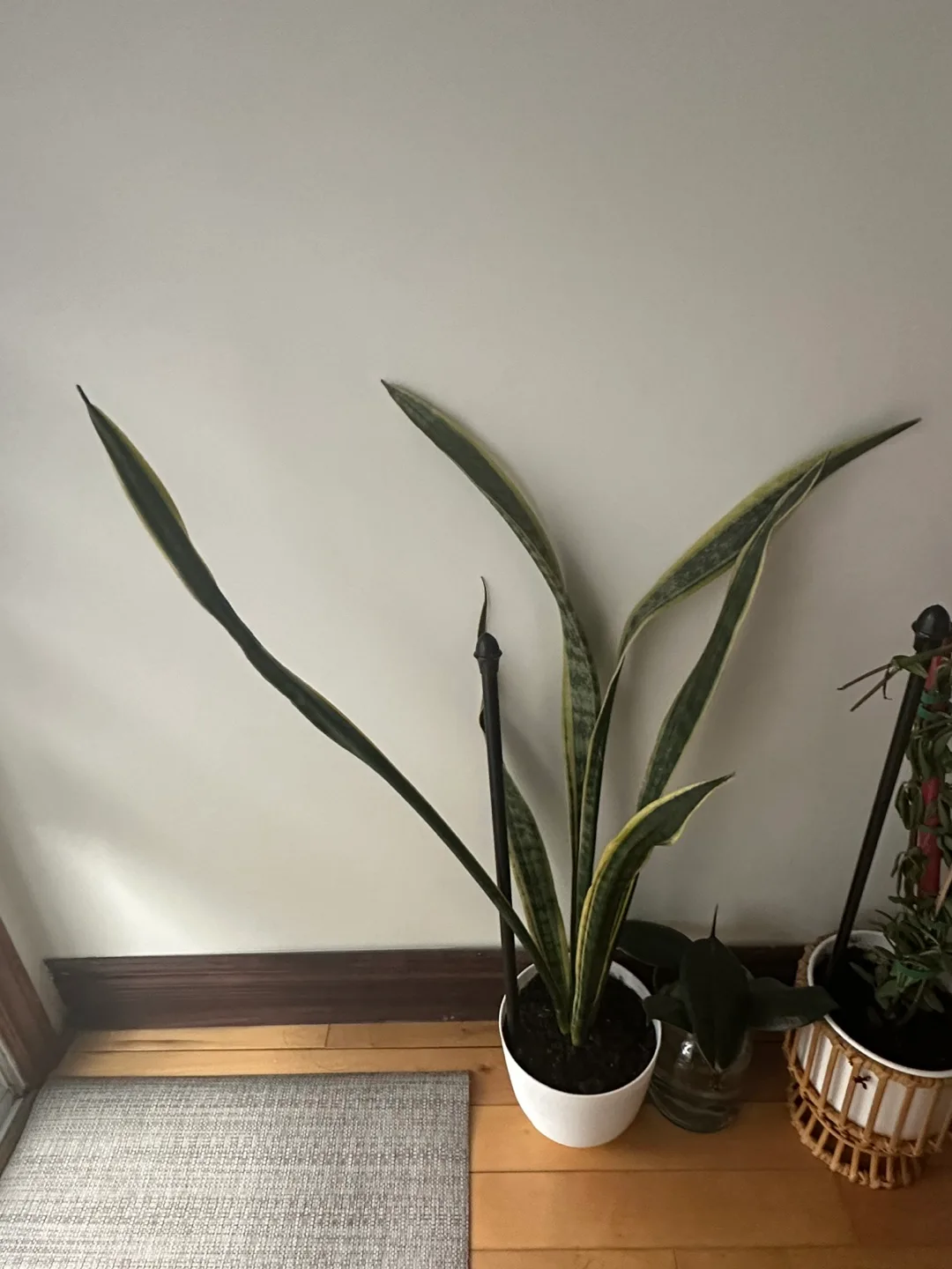 Large Snake Plant