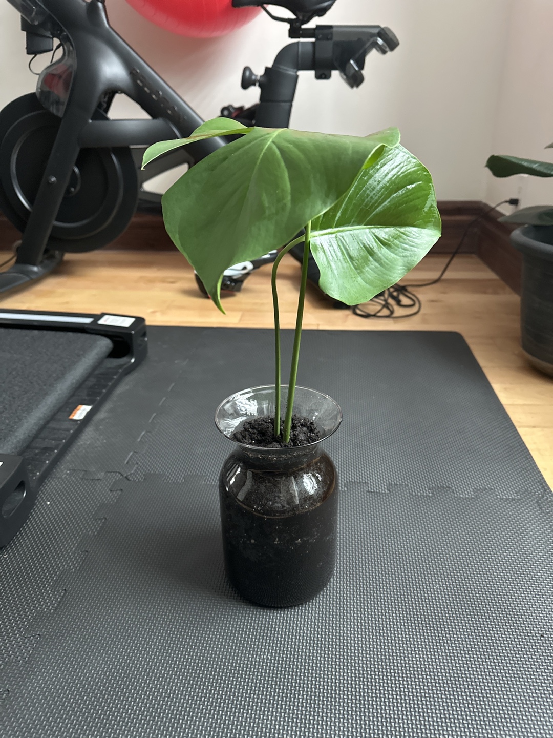 Monstera deliciosa cutting in glass vase - photo 2
