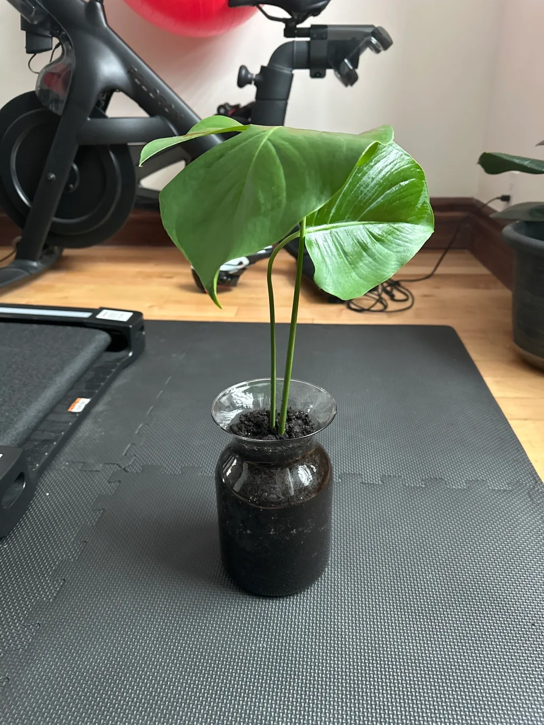 Monstera deliciosa cutting in glass vase image indicator(2)