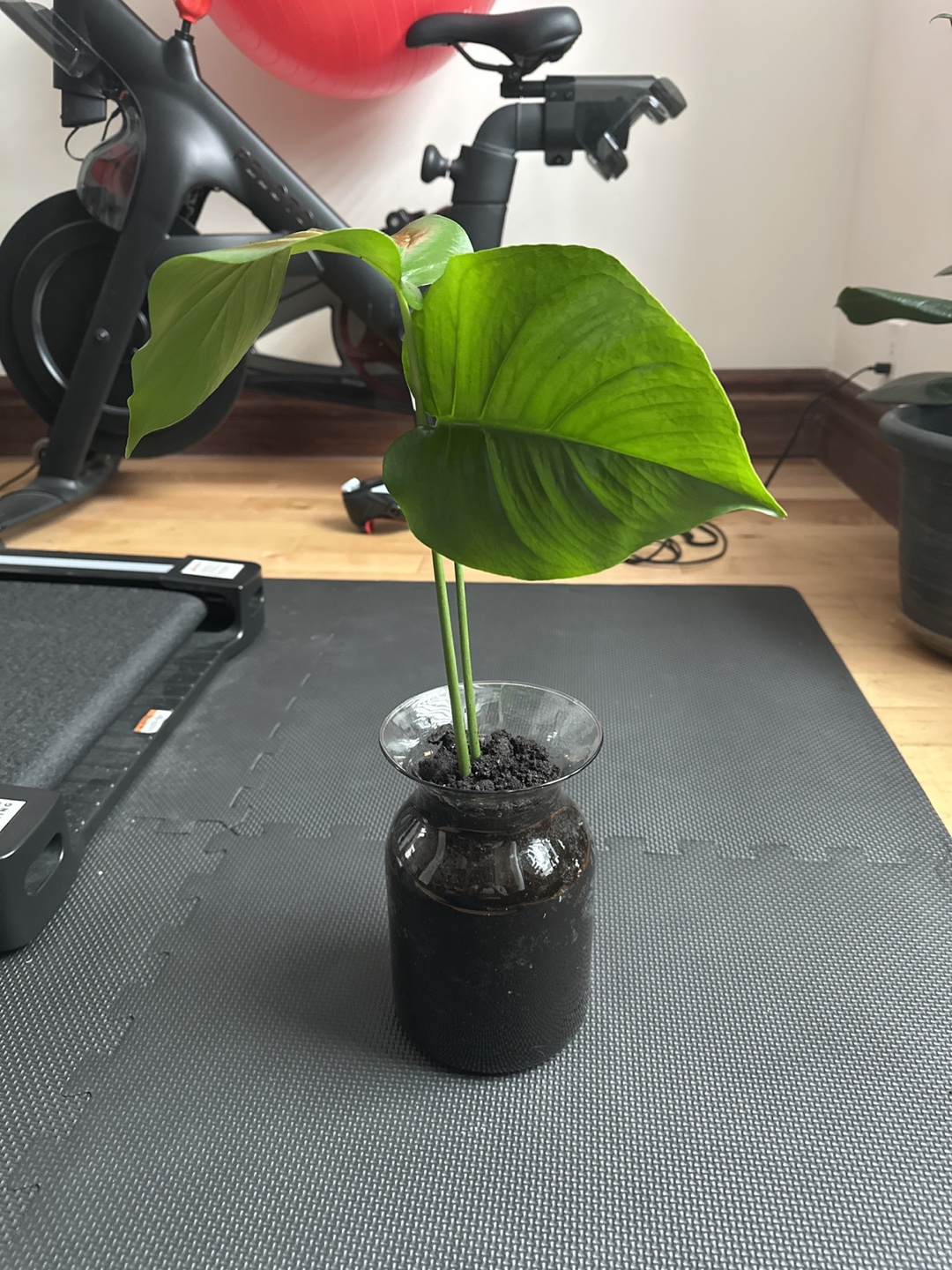 Monstera deliciosa cutting in glass vase