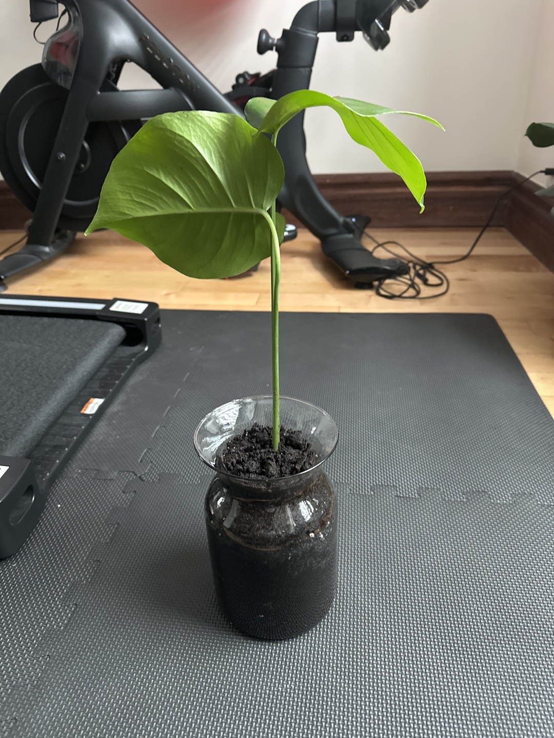 Monstera deliciosa cutting in glass vase - photo 3