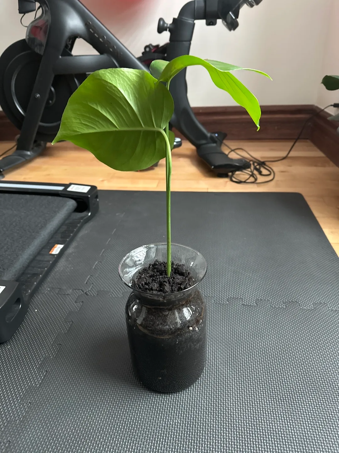 Monstera deliciosa cutting in glass vase image indicator(3)