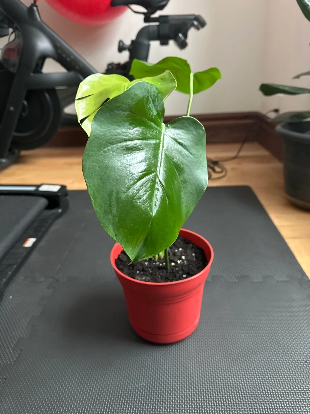 Monstera deliciosa cutting