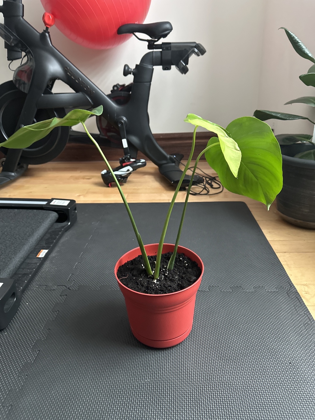 Monstera deliciosa cutting - photo 2