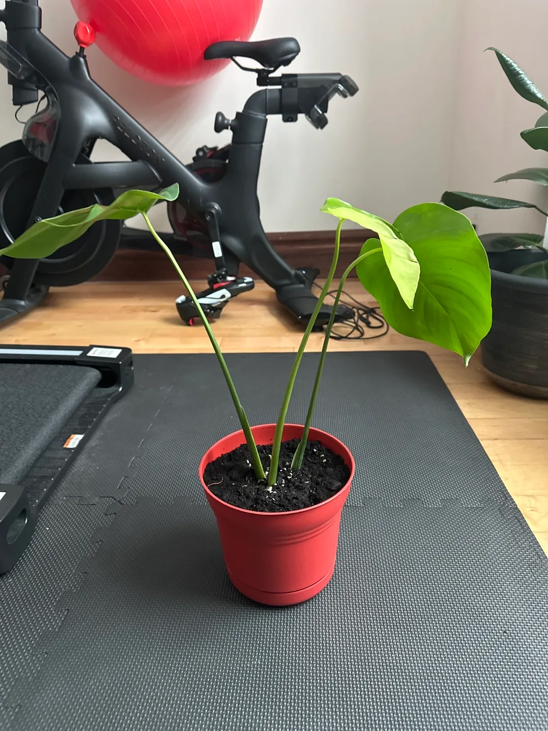 Monstera deliciosa cutting image indicator(2)