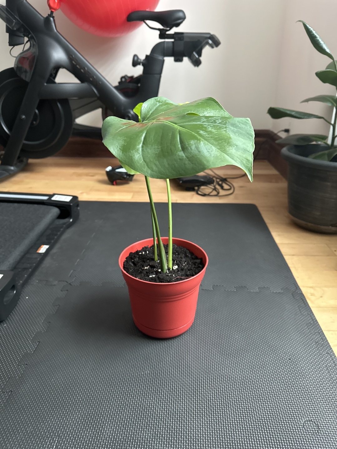 Monstera deliciosa cutting - photo 3