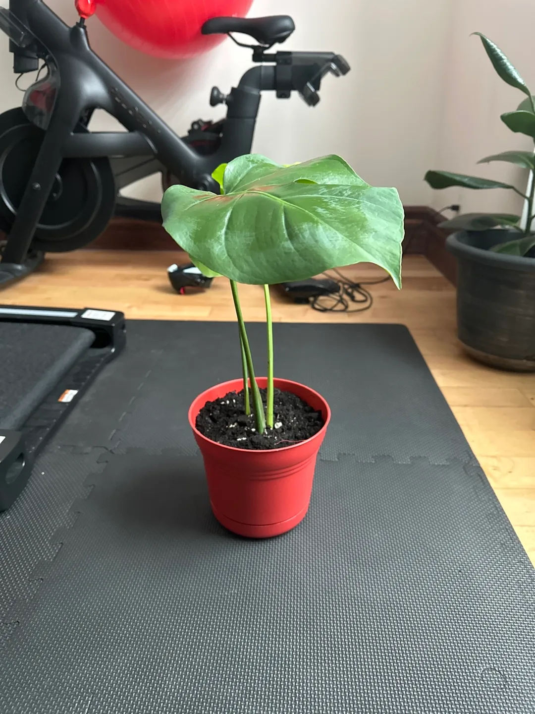 Monstera deliciosa cutting image indicator(3)