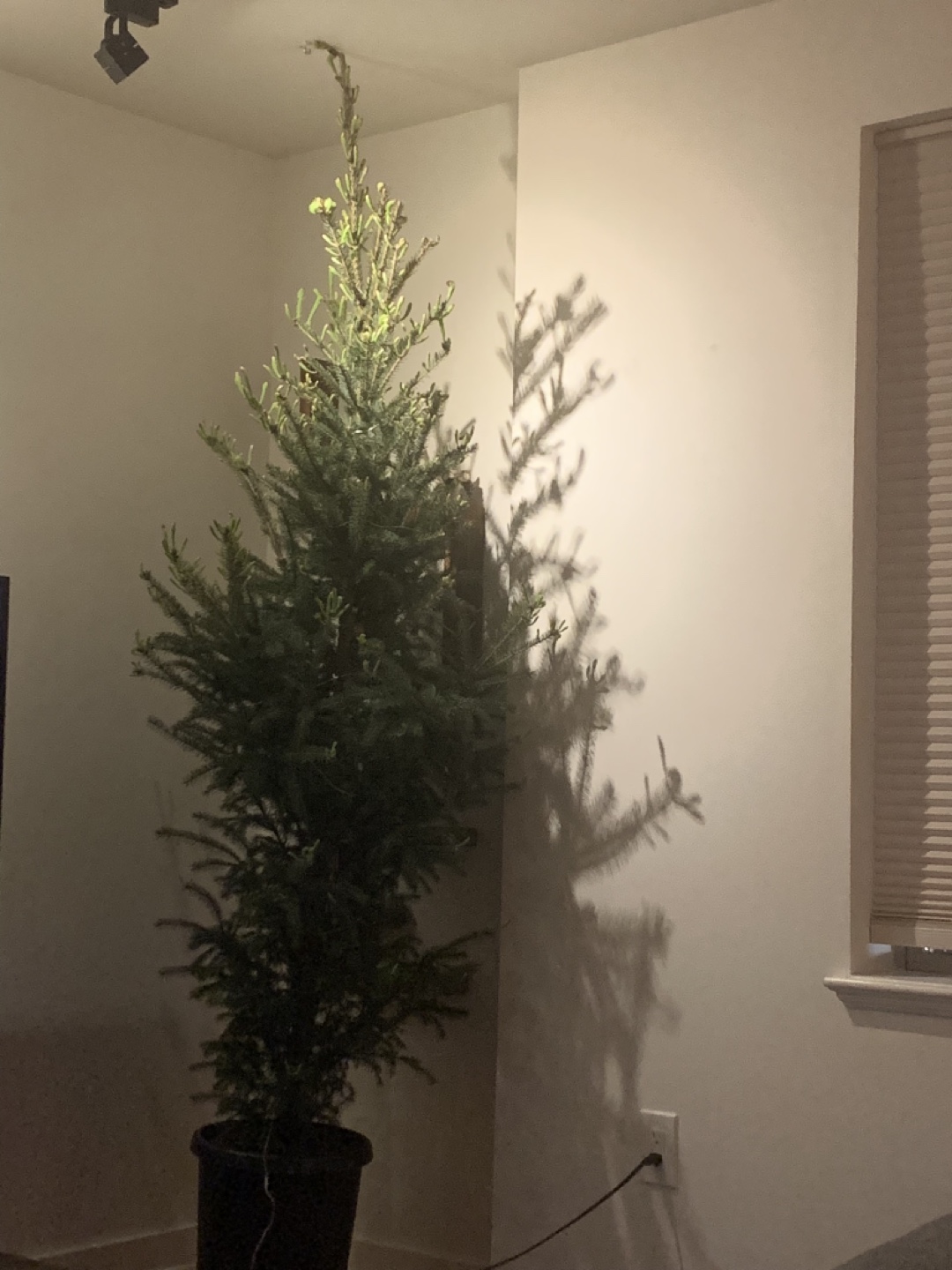 Potted Tree - photo 2