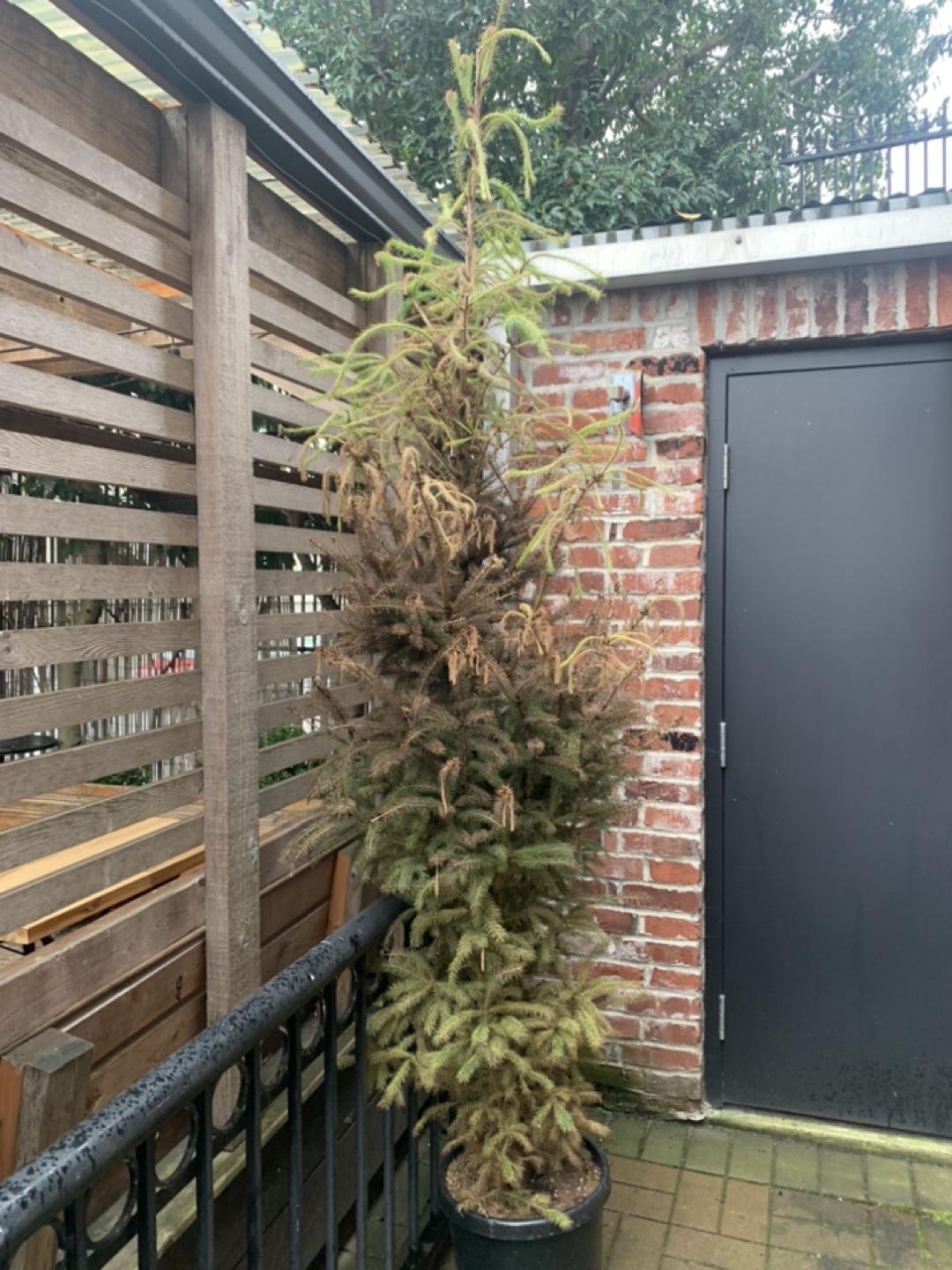 Potted Tree
