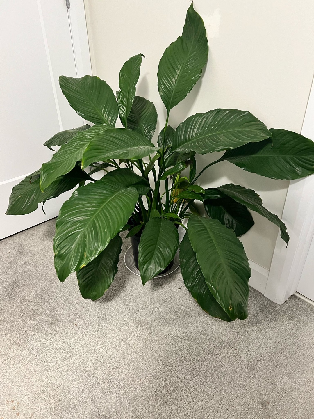 Large Peace Lily Plant
