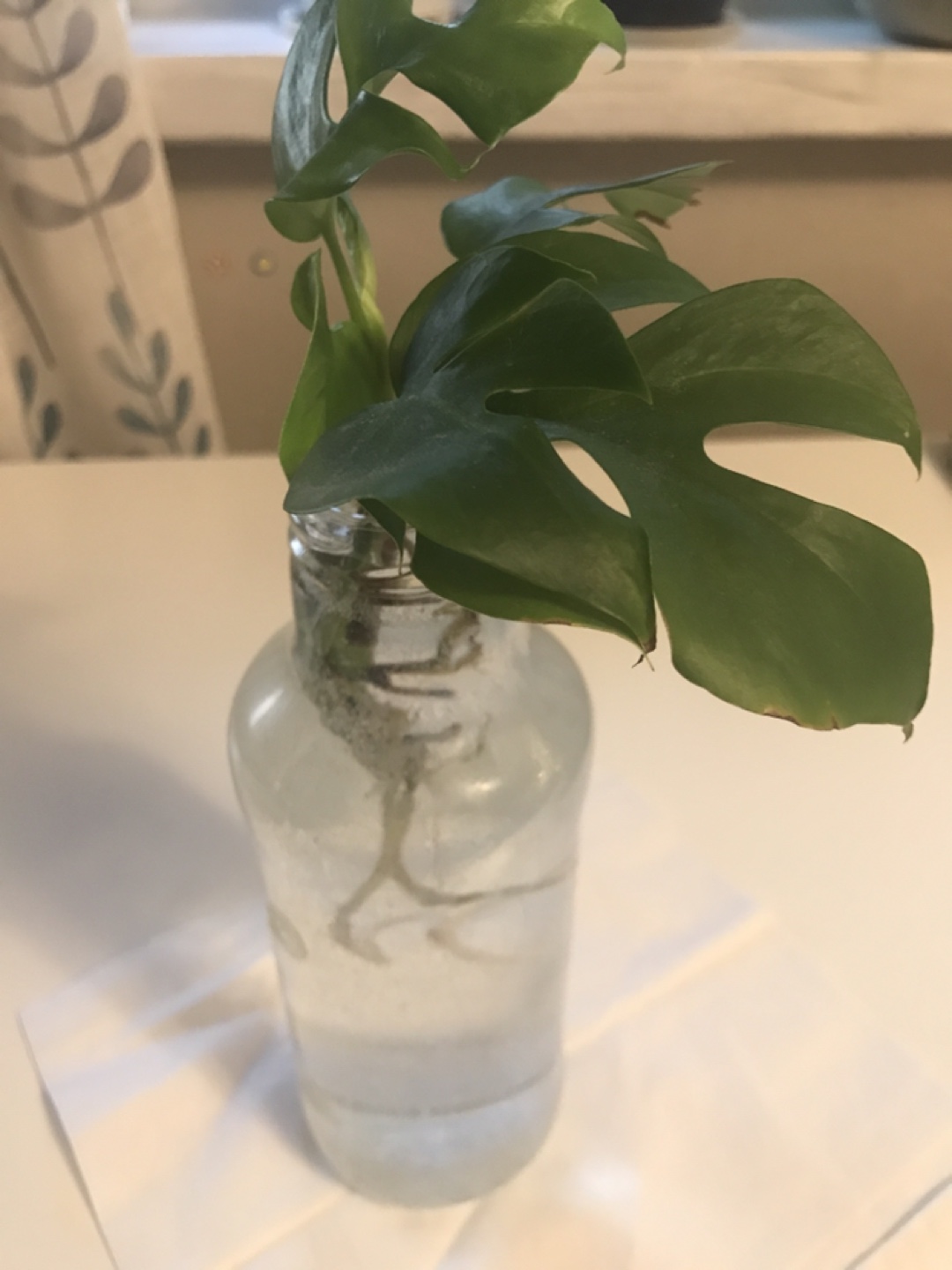 Monstera deliciosa cutting in water💚 - photo 2