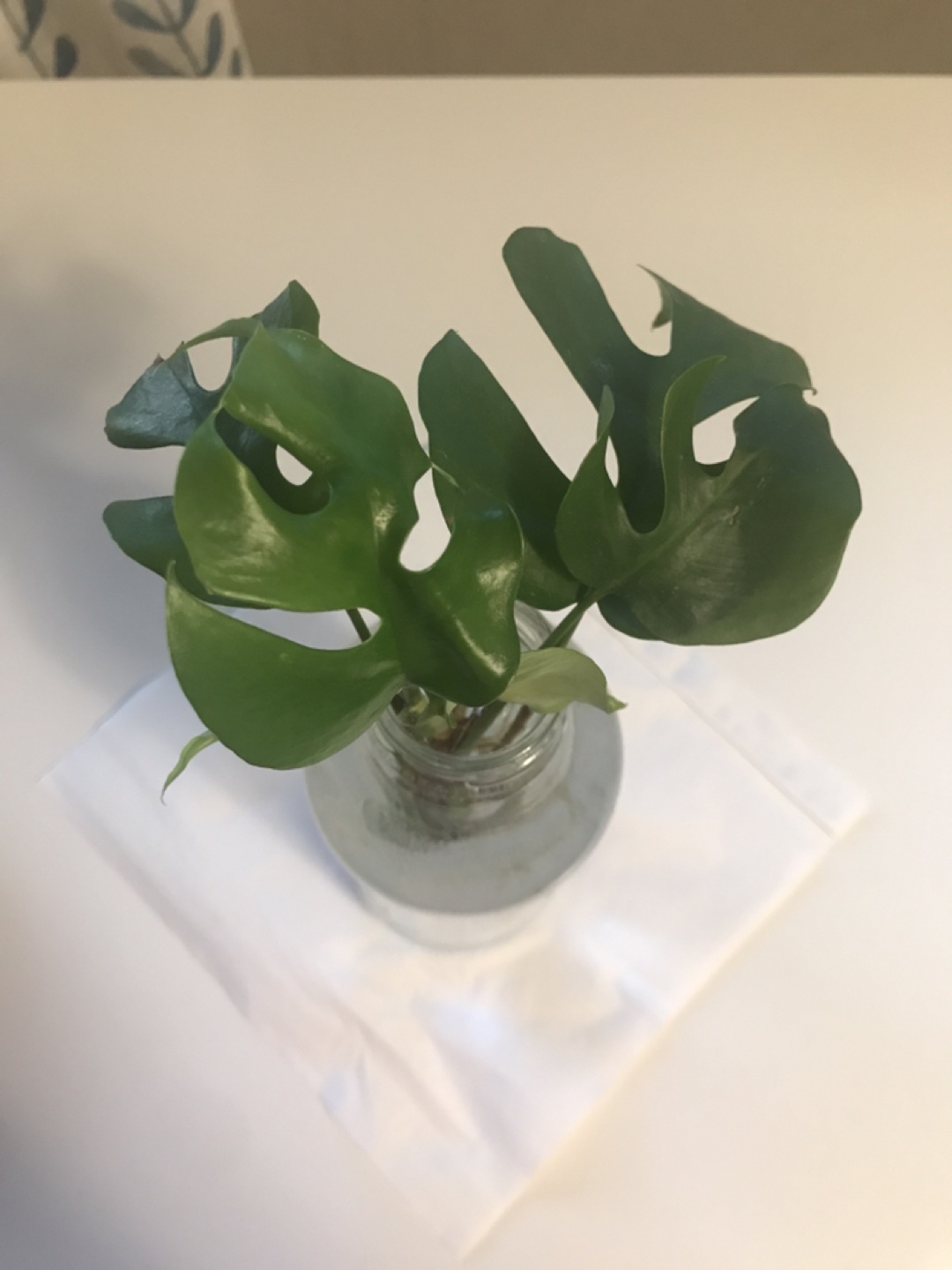 Monstera deliciosa cutting in water💚