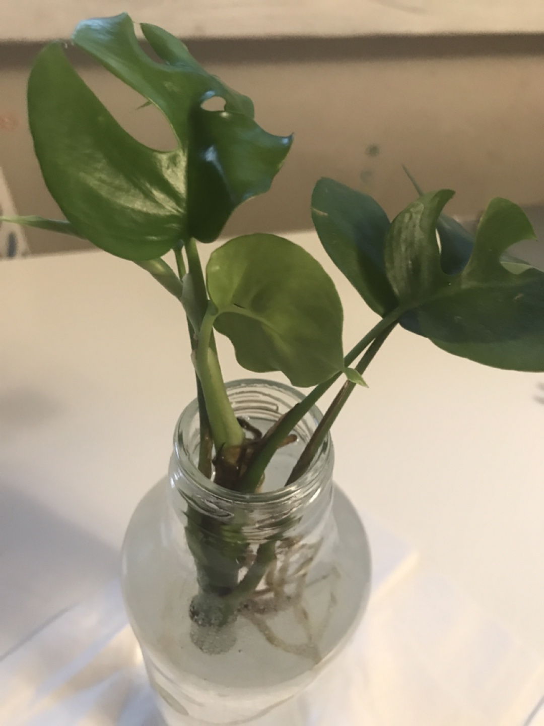 Monstera deliciosa cutting in water💚 - photo 3
