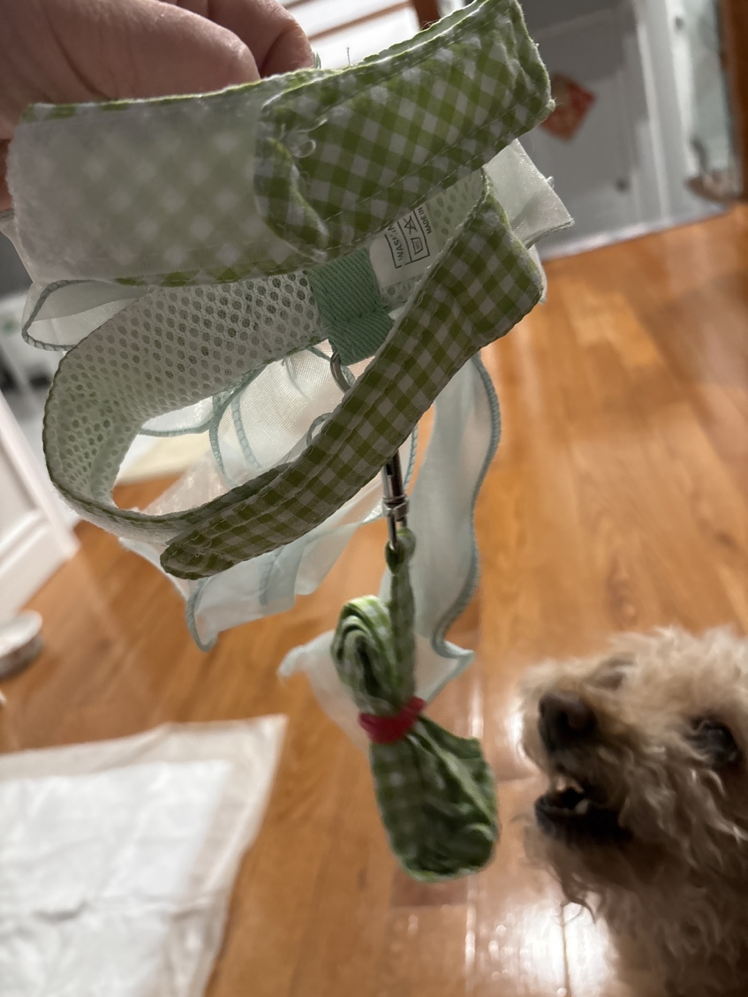 Adorable Dog Collar and Leash Set for small dogs - photo 2