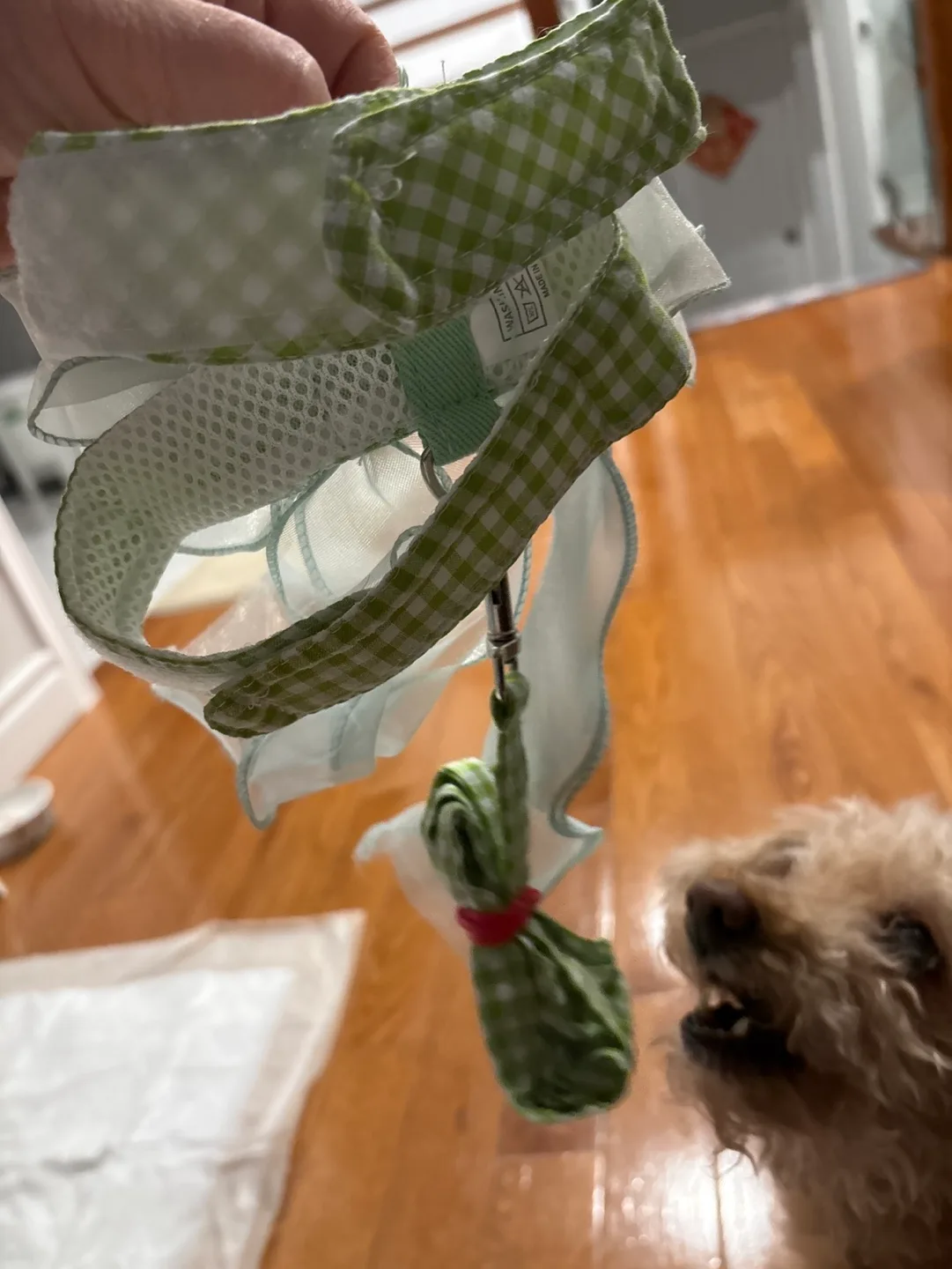 Adorable Dog Collar and Leash Set for small dogs image indicator(2)