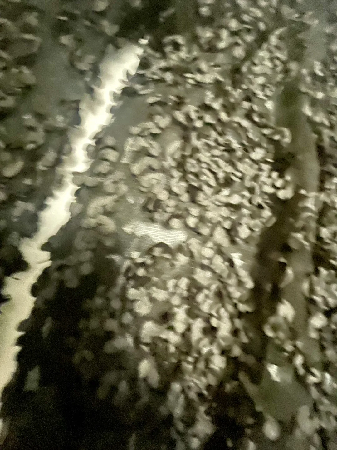 Suzy Shih Black Floral Mesh Blouse image indicator(3)