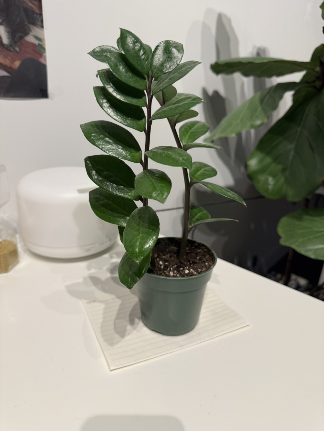 ZZ Plant