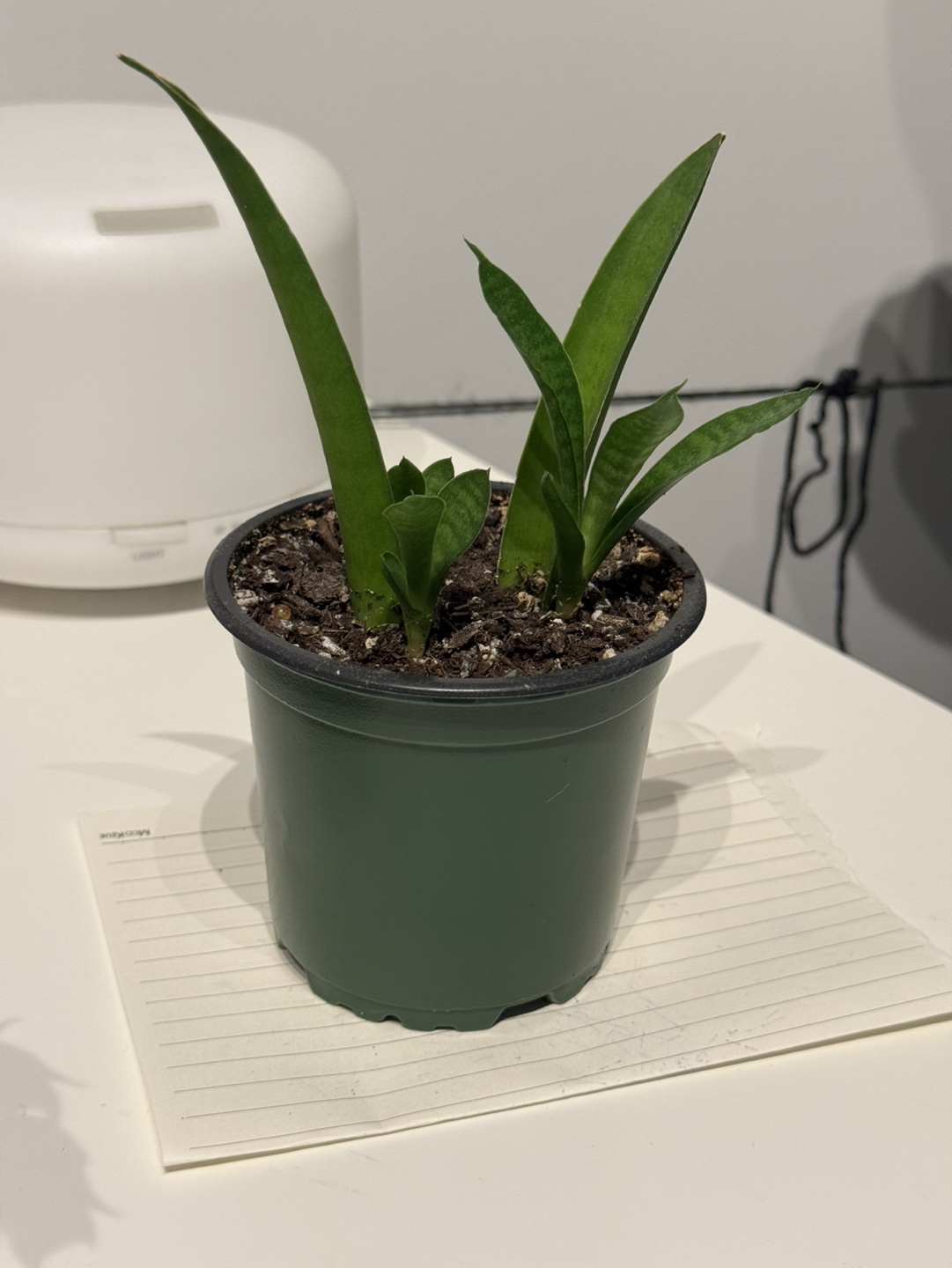 Snake Plant (Sansevieria trifasciata)
