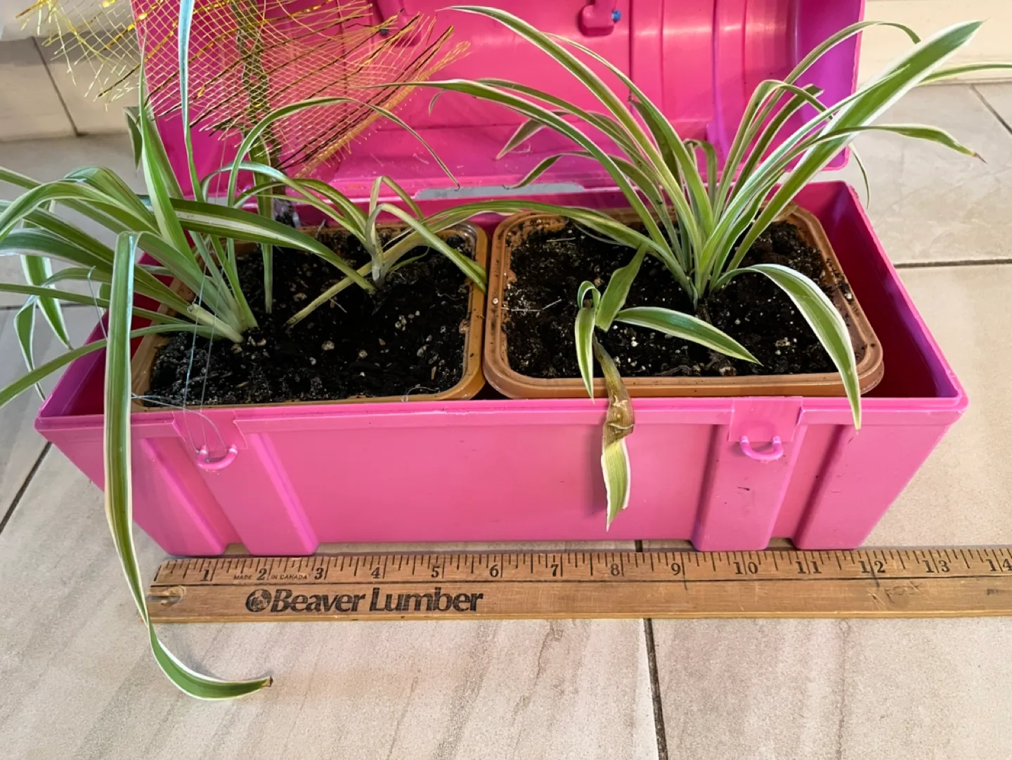 Pink Plastic Tool Box Planter with Spider Plants image indicator(3)