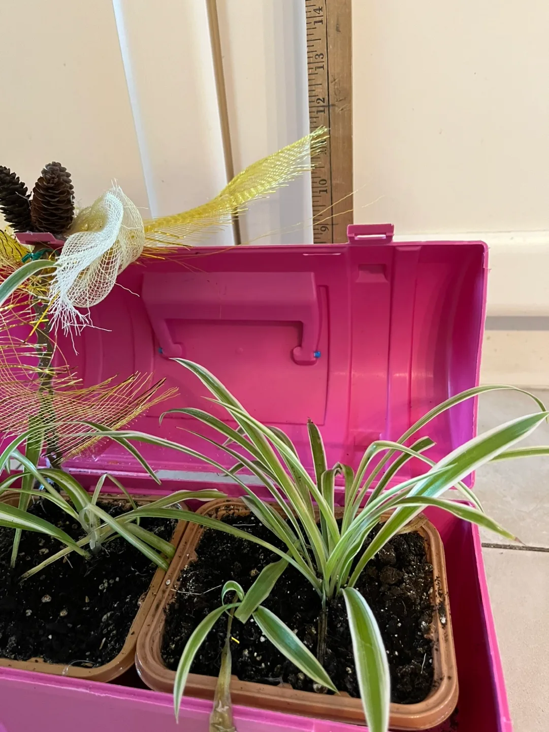 Pink Plastic Tool Box Planter with Spider Plants image indicator(2)