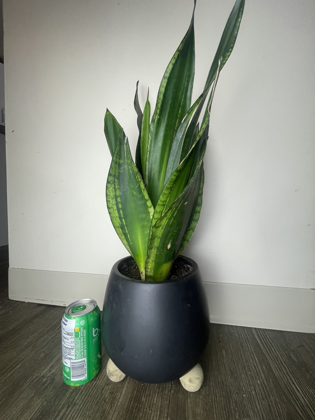 Sold to a good home - Snake plant in beautiful stylish pot