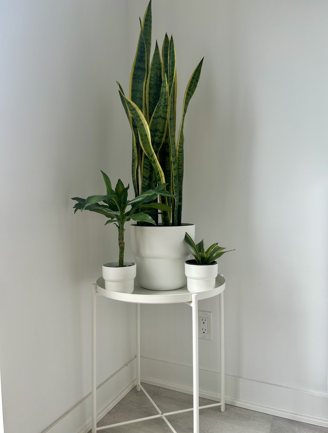 Plants w/ Table - photo 2