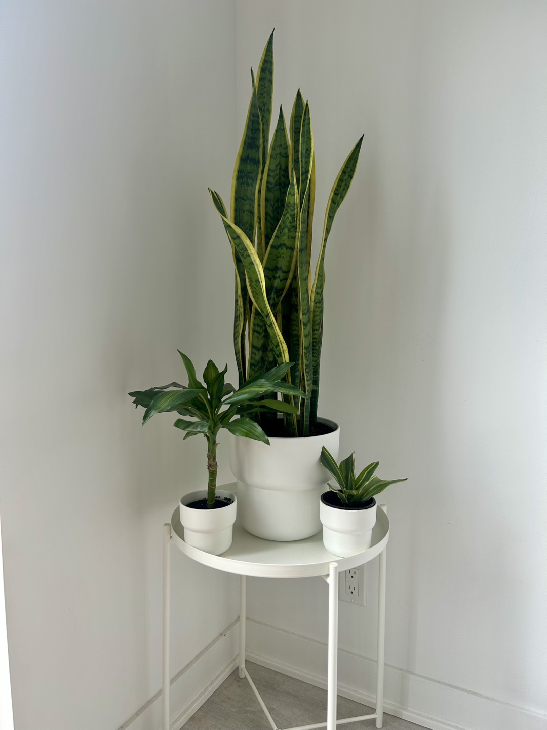 Plants w/ Table