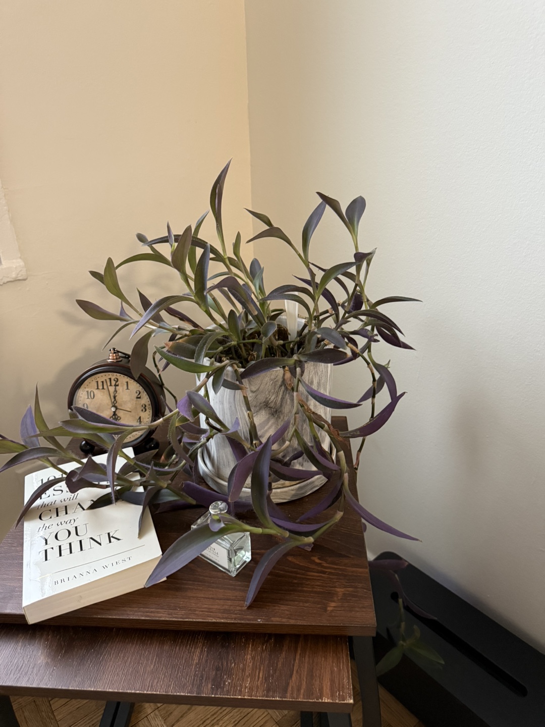 Rare Purple Heart Plant in Decorative marble Pot