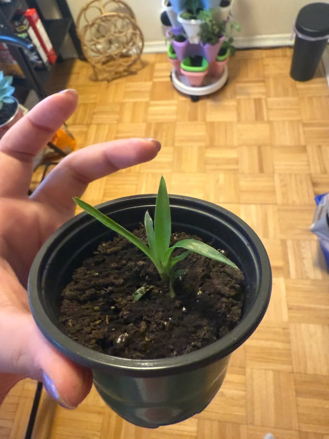 Baby spider plant propagations image indicator(4)