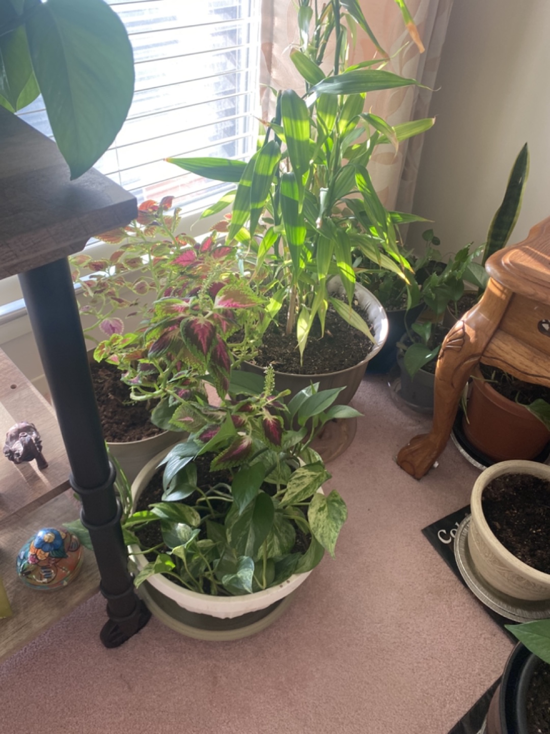 Potted Plants - Variety Pack