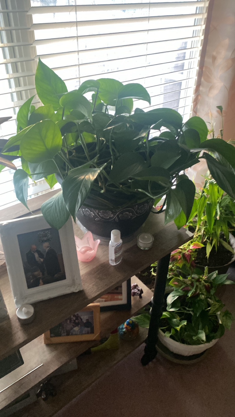 Potted Plants - Variety Pack - photo 2