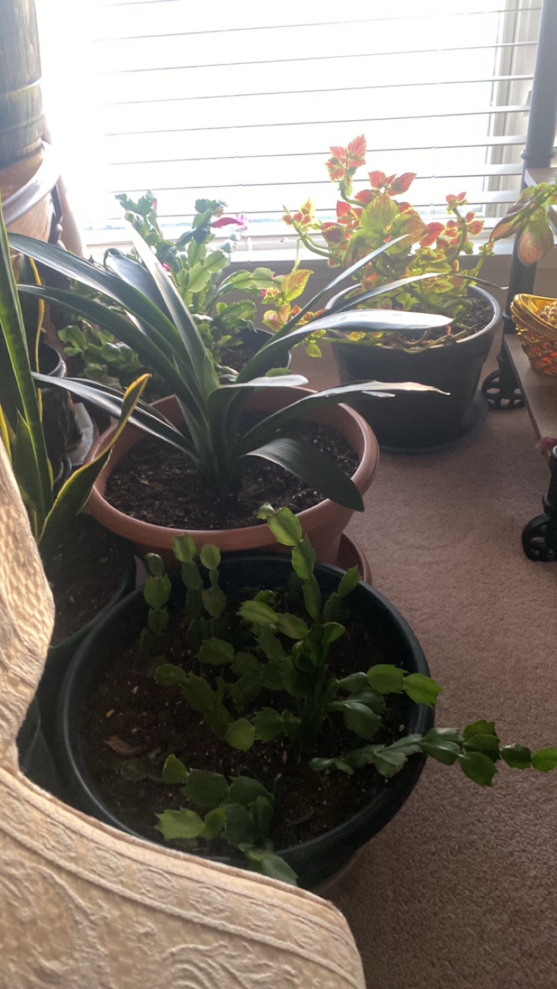 Potted Plants - Variety Pack - photo 4