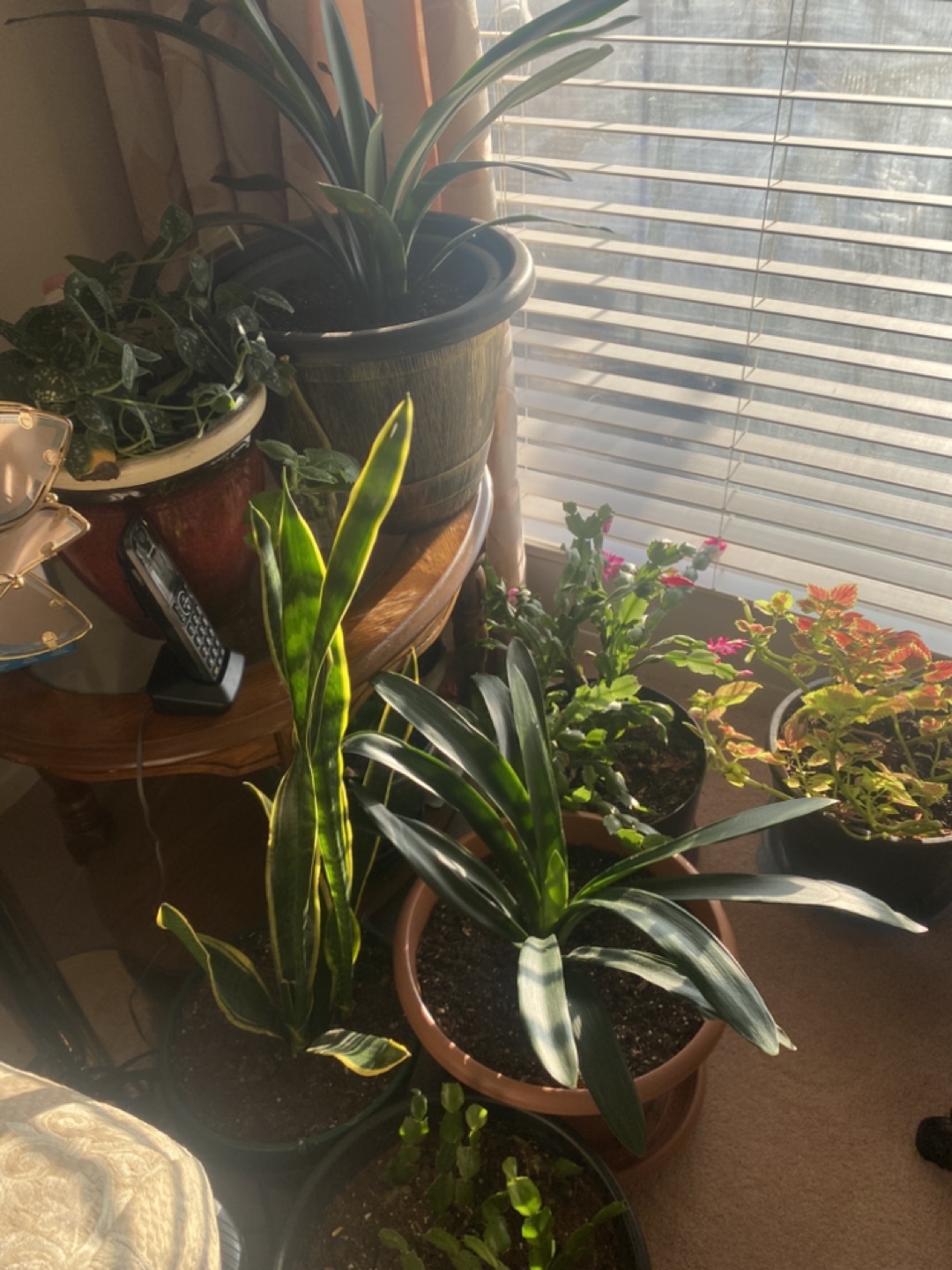 Potted Plants - Variety Pack - photo 3