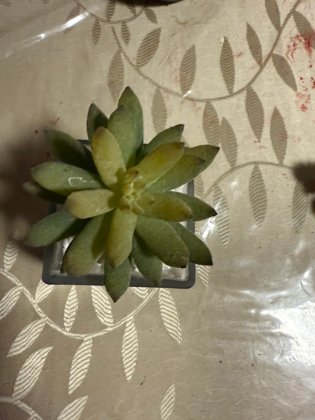 Artificial Succulent Planter image indicator(2)