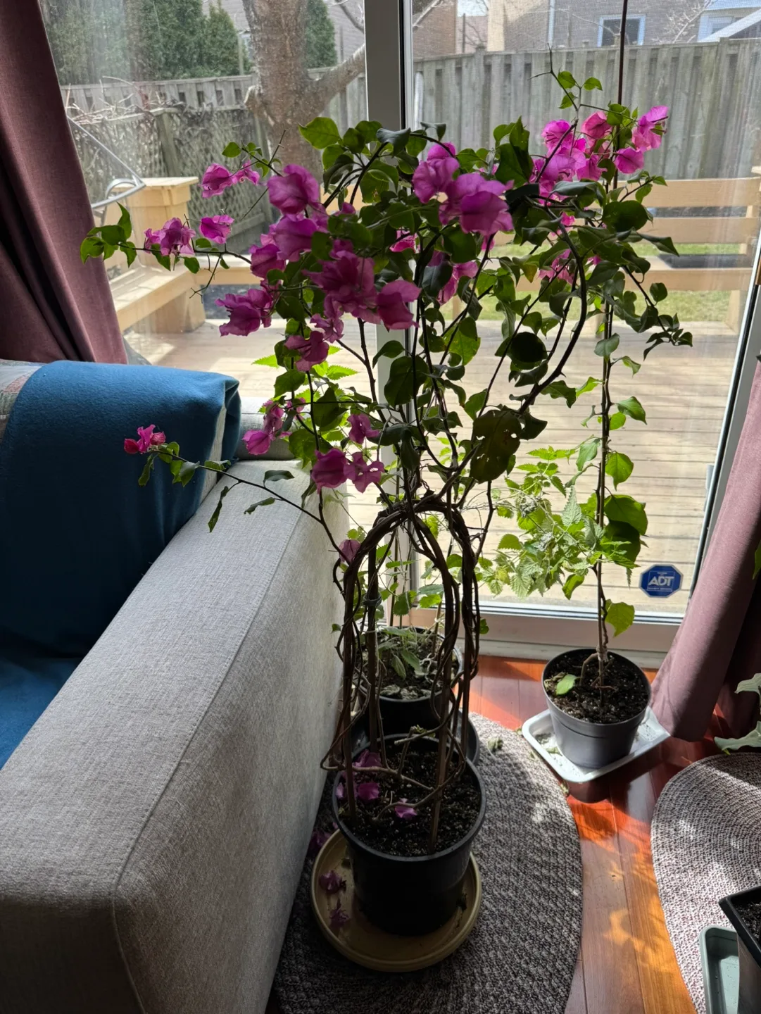 Bougainvillea plant in decorative trellis pot thumbnail