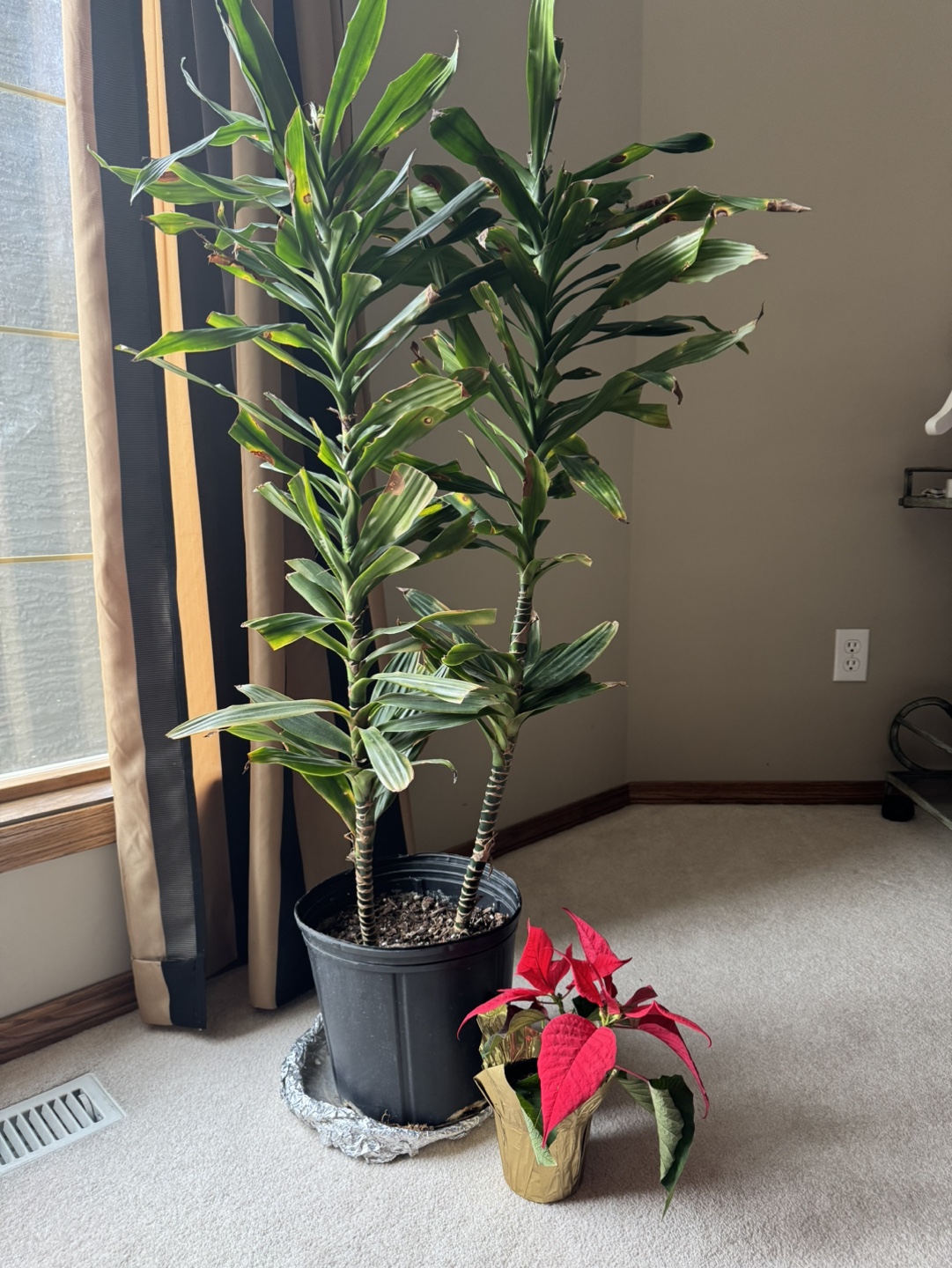 💚Dracaena Marginata and Poinsettia Plants