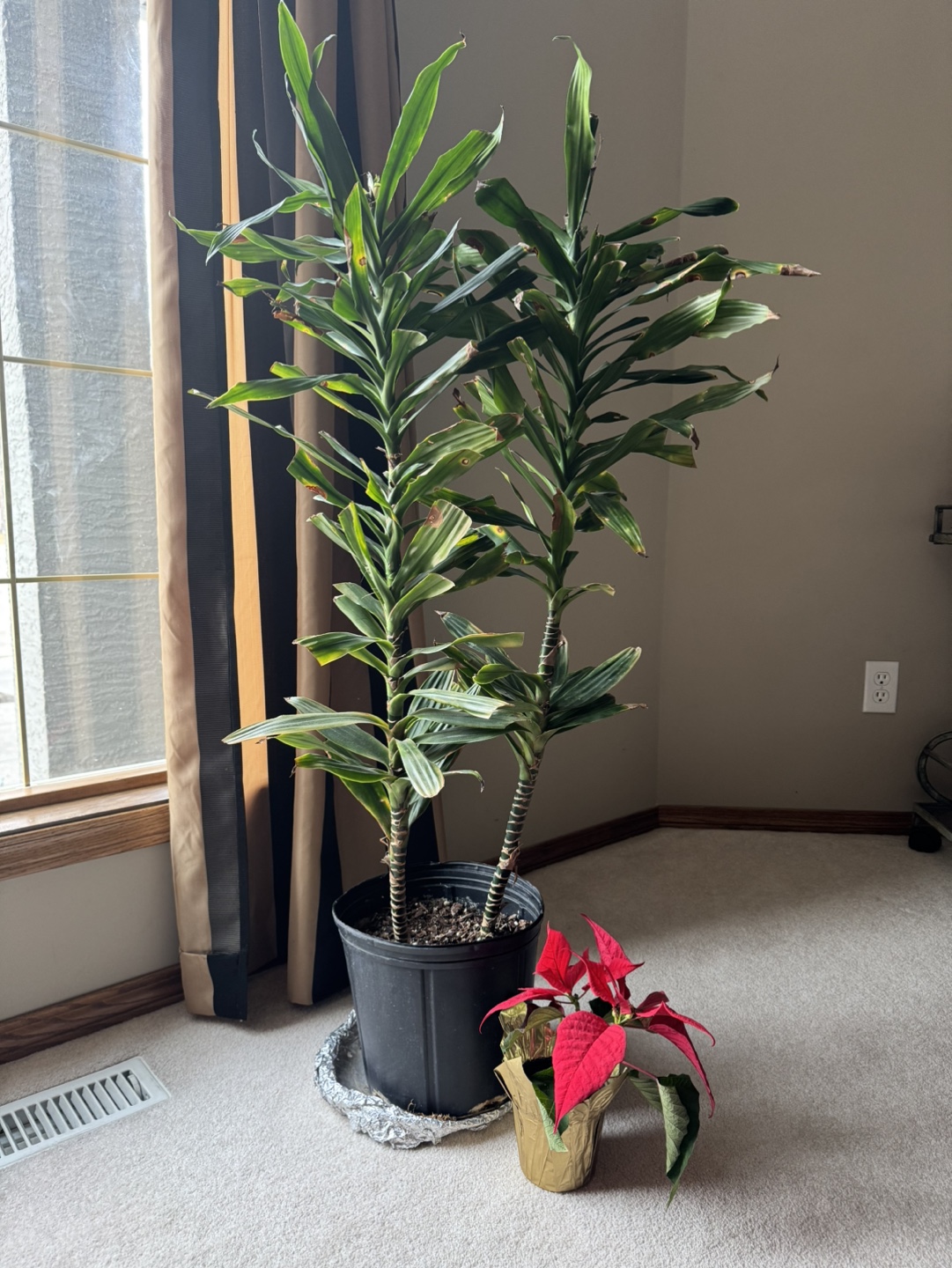 💚Dracaena Marginata and Poinsettia Plants - photo 2