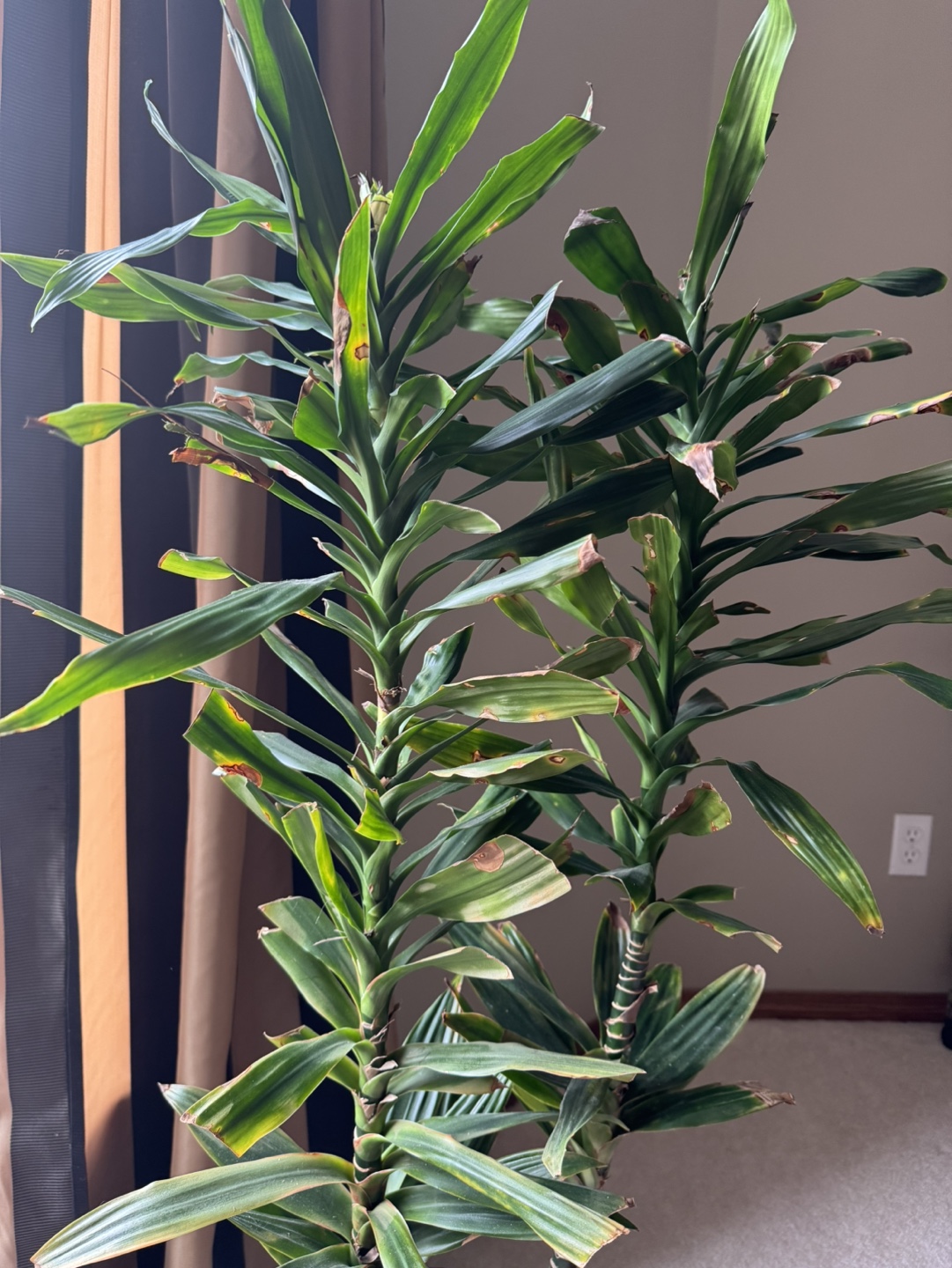 💚Dracaena Marginata and Poinsettia Plants - photo 3