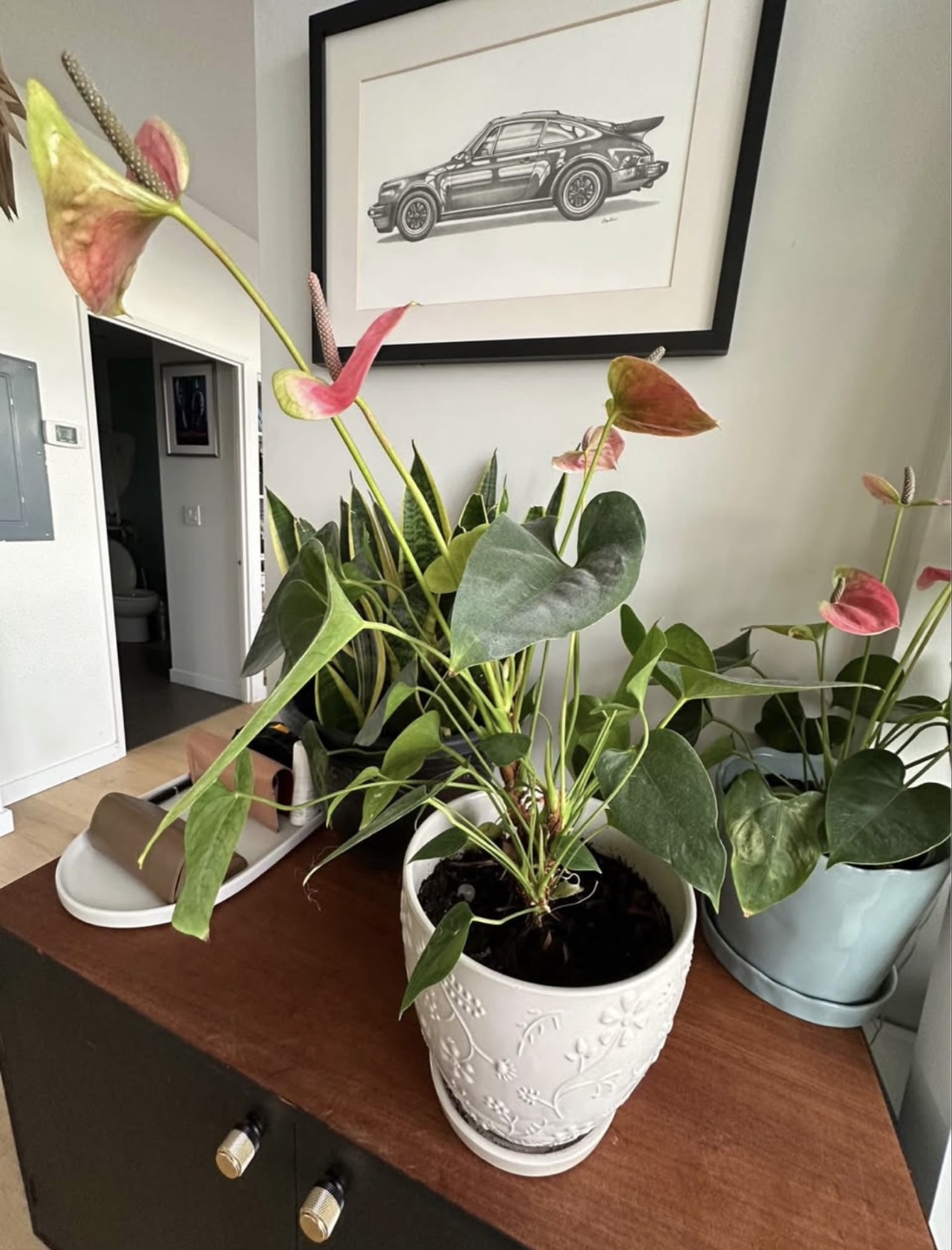 Large Anthurium Plant in Decorative Pot - photo 3