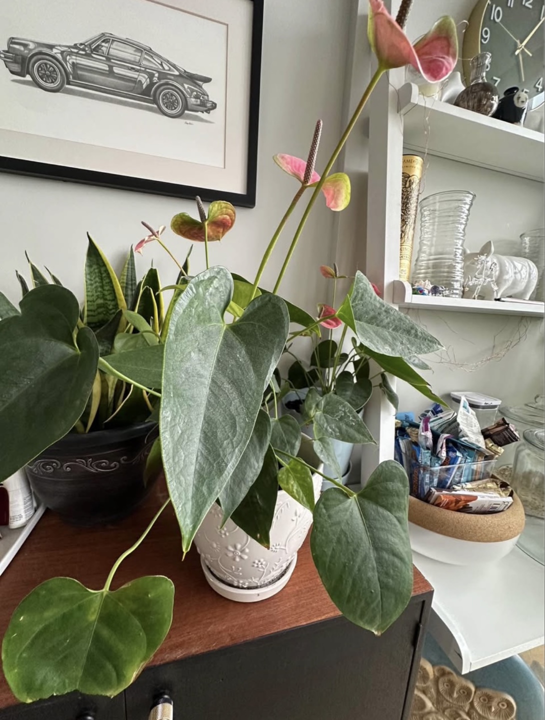 Large Anthurium Plant in Decorative Pot