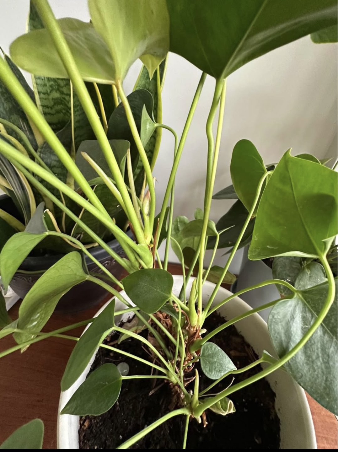 Large Anthurium Plant in Decorative Pot - photo 2