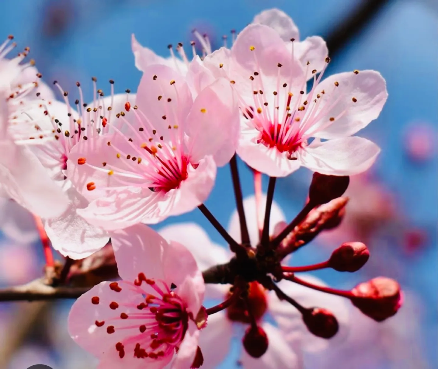 NEW Bath & Body Works Japanese Cherry Blossom Set image indicator(4)