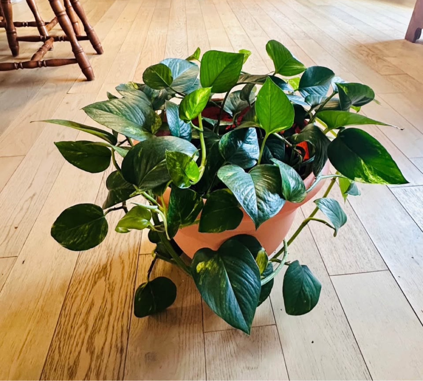 Large, healthy Golden Pothos plant - photo 2