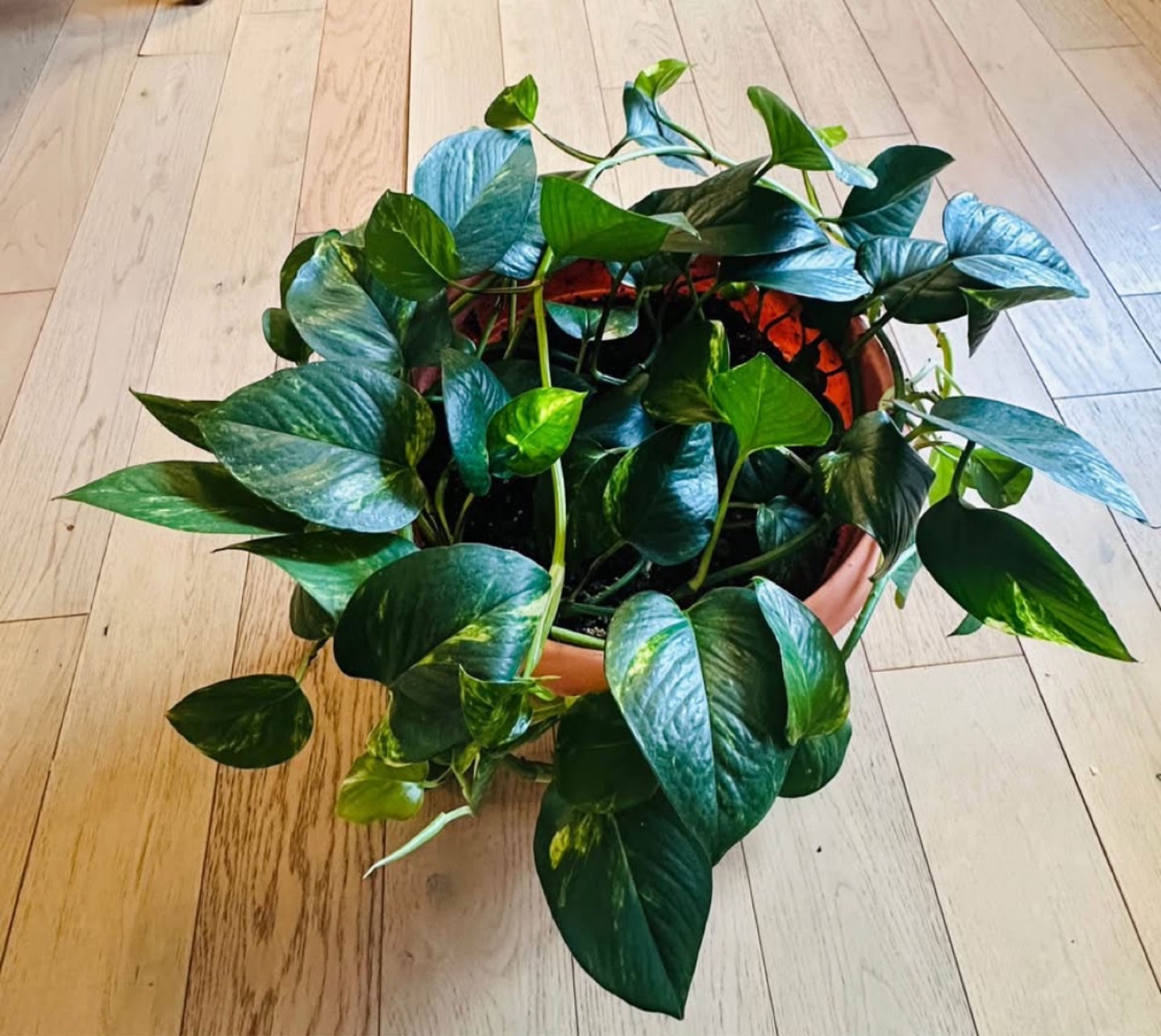 Large, healthy Golden Pothos plant