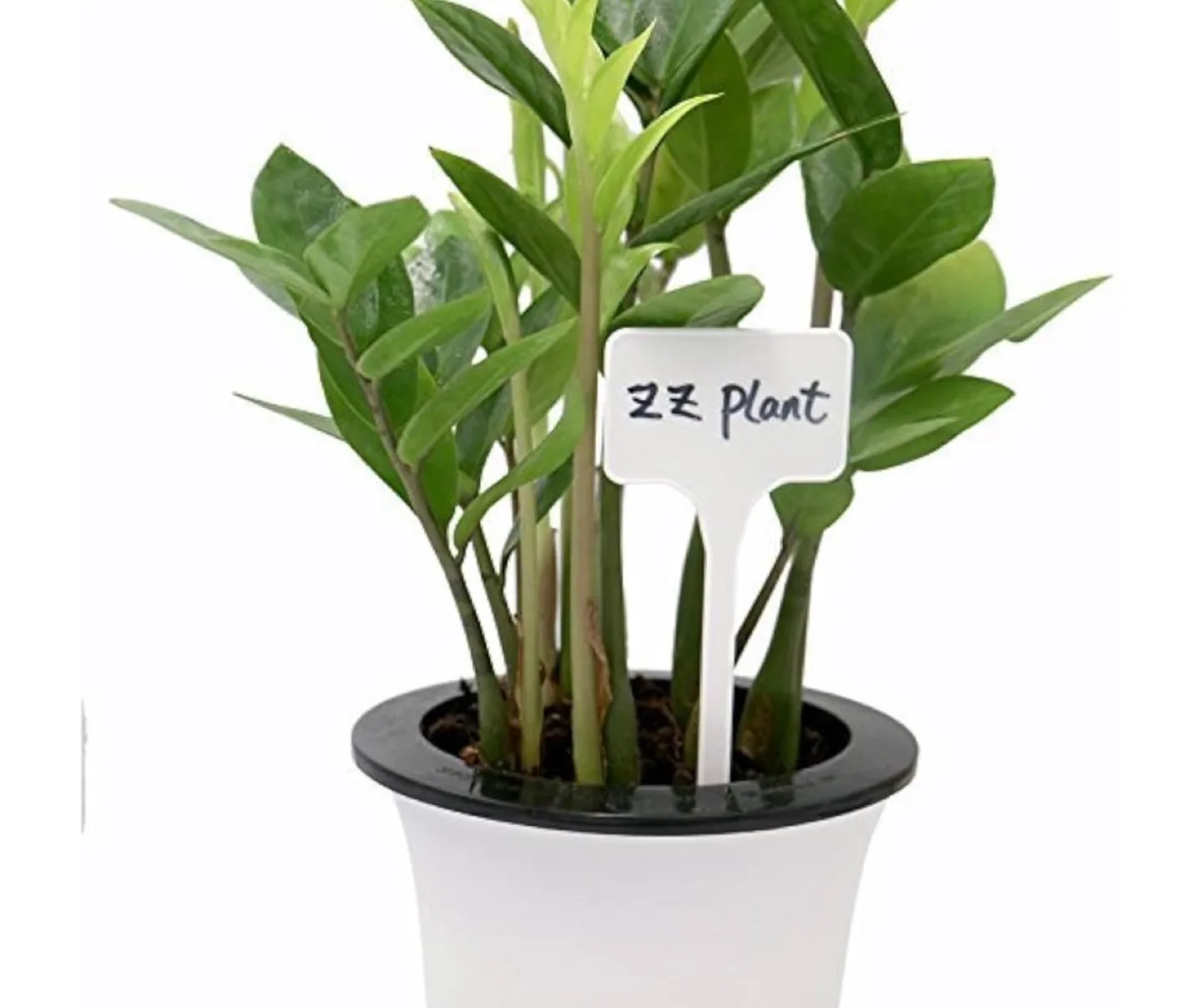 🪴 Brand New Expert Gardener 10 Reusable Garden Plant Labels image indicator(7)