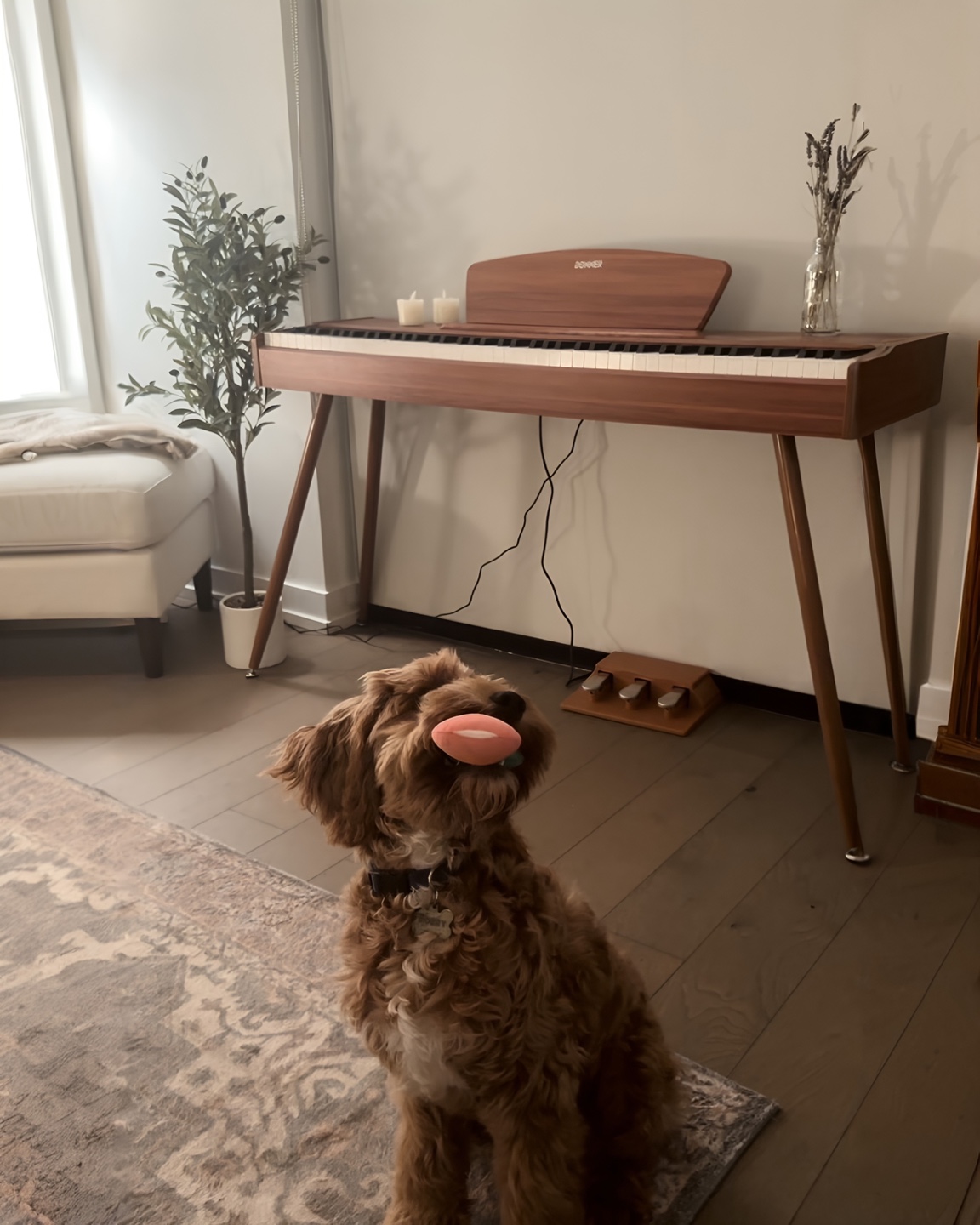 Donner DDP-80 Home Digital Piano - Wooden Stand