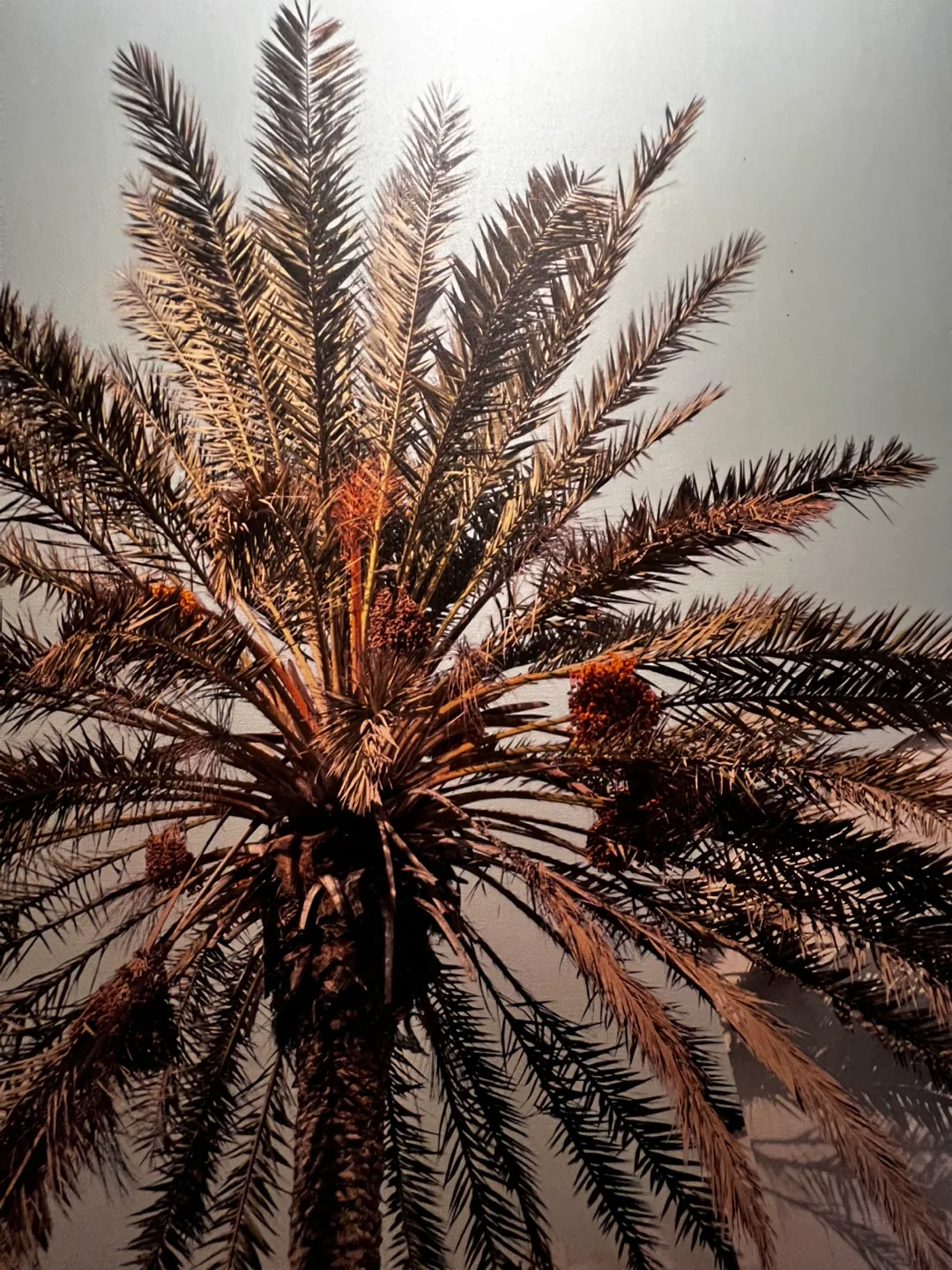 💚Large Palm Tree Canvas Wall Art image indicator(2)