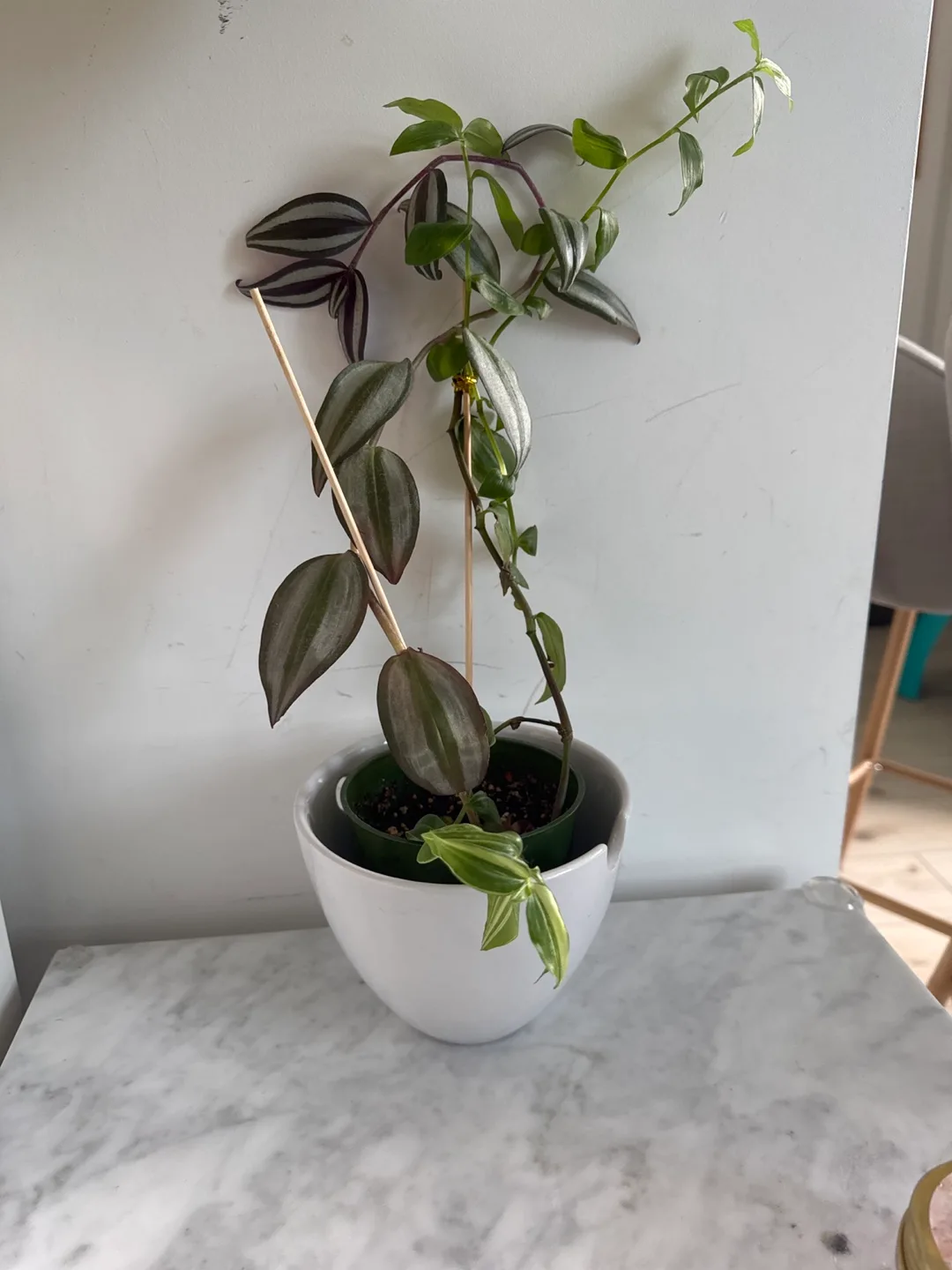 Tradescantia Nanouk  - 2 varieties in White Pot 💚 image indicator(3)