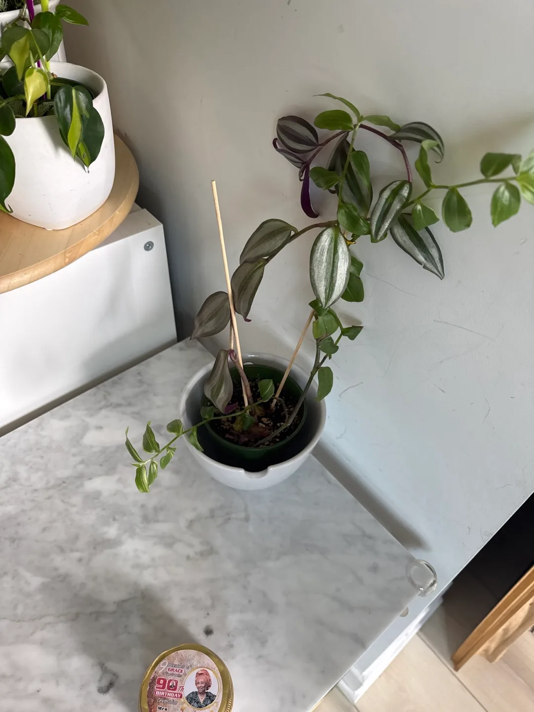 Tradescantia Nanouk  - 2 varieties in White Pot 💚 image indicator(2)